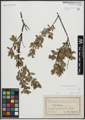Foto von Salix arbuscula L.